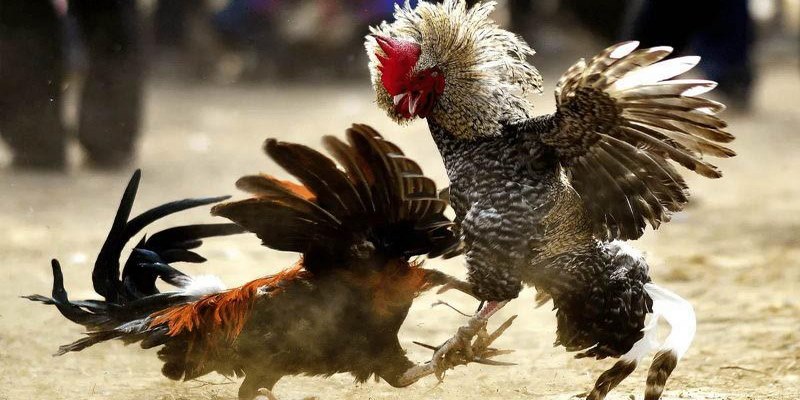 Đa dạng các loại gà tại sảnh AOG để người chơi lựa chọn
