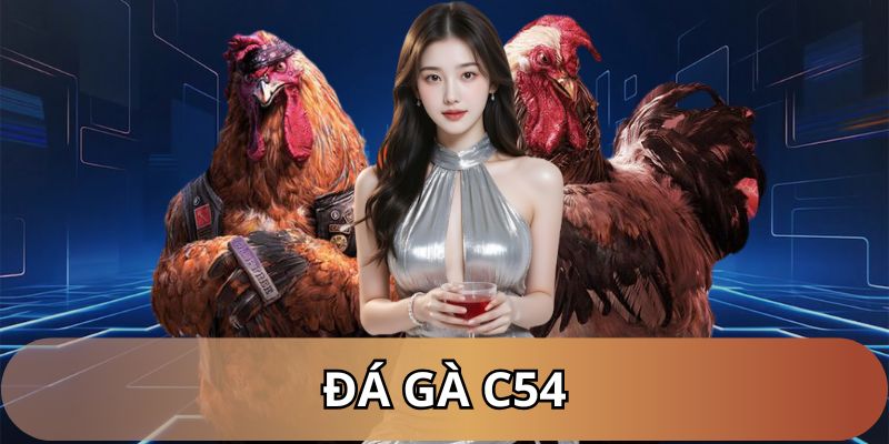 C54 cung cấp đá gà hấp dẫn
