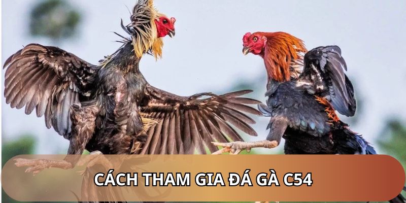 3 bước đơn giản để bước vào thế giới đá gà C54