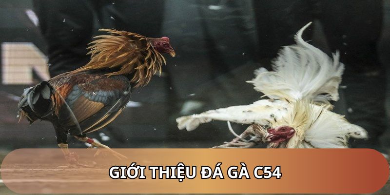 Trải nghiệm chọi gà cực đỉnh tại nhà cái C54