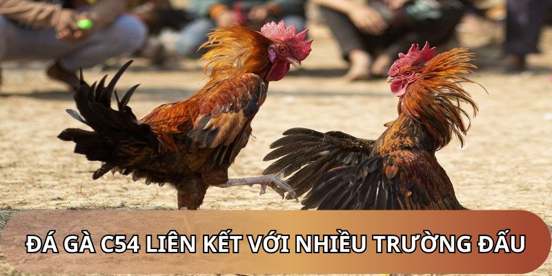Hỗ trợ nhiều trường gà uy tín trên thị trường quốc tế