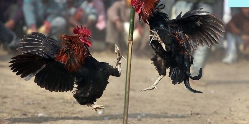 Chọn kèo hợp lý - rinh ngay tiền tỷ
